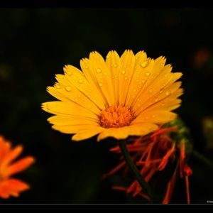 Meet your Posher, Gillespie